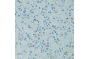 Immunohistochemistry of paraffin-embedded rat pancreas using GTF2H2C antibody.