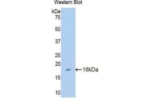 Detection of Recombinant CLDN3, Mouse using Polyclonal Antibody to Claudin 3 (CLDN3) (Claudin 3 抗体  (AA 30-159))