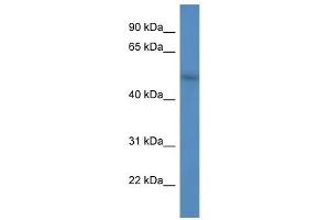 Western Blot showing FBXW9 antibody used at a concentration of 1. (FBXW9 抗体  (C-Term))
