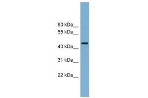 RNF44 antibody used at 1 ug/ml to detect target protein. (RNF44 抗体  (N-Term))