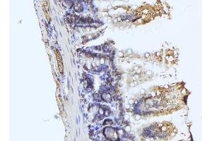 ABIN6279714 at 1/100 staining Mouse colon tissue by IHC-P.