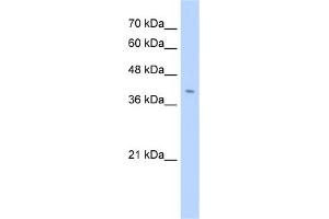 WB Suggested Anti-FNDC3B Antibody Titration:  2. (FNDC3B 抗体  (N-Term))