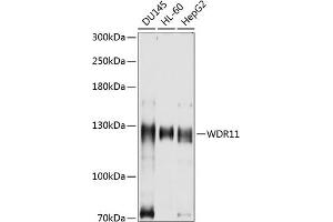 Western blot analysis of extracts of various cell lines, using WDR11 antibody (ABIN6131410, ABIN6150184, ABIN6150185 and ABIN6214893) at 1:1000 dilution.