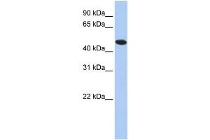 Western Blotting (WB) image for anti-Thioredoxin Domain Containing 5 (Endoplasmic Reticulum) (TXNDC5) antibody (ABIN2460068) (TXNDC5 抗体)