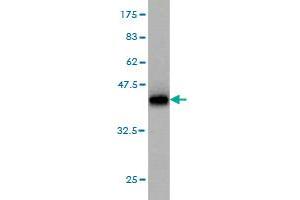 Western Blot detection against Immunogen (36. (RAB6A 抗体  (AA 109-208))
