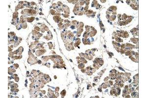 Image no. 1 for anti-Actinin, alpha 2 (ACTN2) (C-Term) antibody (ABIN204968) (ACTN2 抗体  (C-Term))
