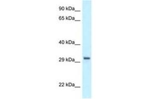 Image no. 1 for anti-Peroxisomal Biogenesis Factor 19 (PEX19) (C-Term) antibody (ABIN6747539) (PEX19 抗体  (C-Term))