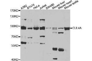 Western blot analysis of extracts of various cell lines, using CUL4A antibody. (Cullin 4A 抗体)