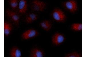 Immunofluorescence (IF) image for anti-Tetraspanin 26 (TSPAN26) (AA 112-241) antibody (APC) (ABIN5566694) (CD37 抗体  (AA 112-241) (APC))