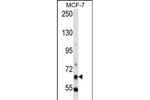 PCK1 Antibody (N-term) (ABIN392676 and ABIN2842169) western blot analysis in MCF-7 cell line lysates (35 μg/lane). (PCK1 抗体  (N-Term))