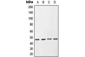 Western blot analysis of p47 phox (pS370) expression in HeLa serum starvation-treated (A), THP1 (B), Raw264. (NCF1 抗体  (C-Term, pSer370))