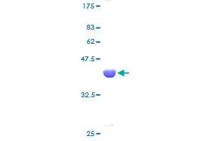 UBE2A Protein (AA 1-152) (GST tag)