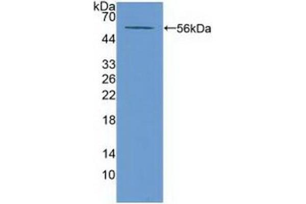 ABCA13 antibody  (AA 4692-4931)