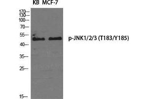 Western Blot (WB) analysis of specific cells using Phospho-JNK1/2/3 (T183/Y185) Polyclonal Antibody. (JNK 抗体  (pThr183, pTyr185))