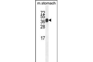 SYT8 Antibody (Center) (ABIN654312 and ABIN2844096) western blot analysis in mouse stomach tissue lysates (35 μg/lane). (SYT8 抗体  (AA 60-88))