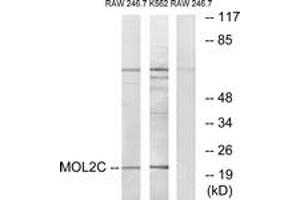Western blot analysis of extracts from RAW264. (MOBKL2C 抗体  (AA 81-130))