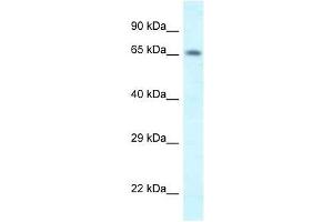 Western Blot showing Shkbp1 antibody used at a concentration of 1. (SHKBP1 抗体  (N-Term))