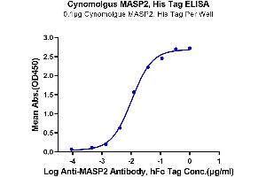 ELISA image for Mannan-Binding Lectin serine Peptidase 2 (MASP2) (AA 287-686) protein (His tag) (ABIN7275291)
