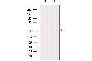Western blot analysis of extracts from Pc12, using SHMT1 Antibody.