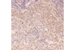Anti-IKK alpha Picoband antibody,  IHC(P): Rat Spleen Tissue (IKK alpha 抗体  (AA 411-745))