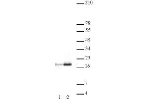 Histone H3ac (pan-acetyl) antibody (pAb) tested by Western blot. (Histone 3 抗体  (N-Term))