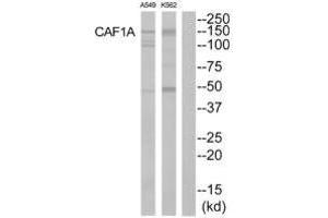 Western blot analysis of extracts from K562 cells and A549 cells, using CAF1A antibody. (CHAF1A 抗体)