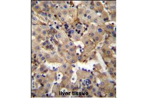SGPL1 Antibody (N-term) (ABIN656664 and ABIN2845905) immunohistochemistry analysis in formalin fixed and paraffin embedded human liver tissue followed by peroxidase conjugation of the secondary antibody and DAB staining. (SGPL1 抗体  (N-Term))