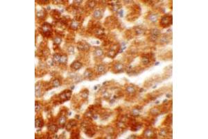 Immunohistochemical staining of rat liver cells with HDGF2 polyclonal antibody  at 5 ug/mL. (HDGFRP2 抗体  (N-Term))