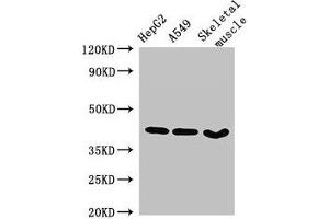 Western Blot Positive WB detected in: HepG2 whole cell lysate, A549 whole cell lysate, Mouse skeletal muscle tissue All lanes: MAPK12 antibody at 2. (MAPK12 抗体  (AA 314-367))