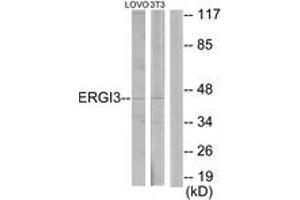 Western Blotting (WB) image for anti-ERGIC and Golgi 3 (ERGIC3) (AA 321-370) antibody (ABIN2889817) (ERGIC3 抗体  (AA 321-370))