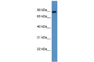 Western Blotting (WB) image for anti-Lysyl Oxidase-Like 3 (LOXL3) (Middle Region) antibody (ABIN2788388) (LOXL3 抗体  (Middle Region))