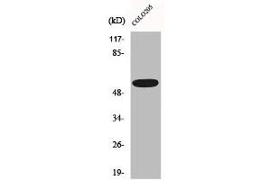 Western Blot analysis of HepG2 cells using CLCC1 Polyclonal Antibody (CLCC1 抗体  (Internal Region))