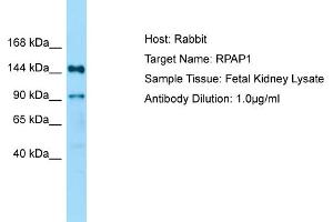 Host: Rabbit Target Name: RPAP1 Sample Type: Fetal Kidney lysates Antibody Dilution: 1. (RPAP1 抗体  (N-Term))