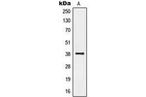 Western blot analysis of GPR20 expression in Human fetal brain (A) whole cell lysates. (GPR20 抗体  (C-Term))