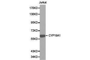 Western Blotting (WB) image for anti-Cytochrome P450, Family 19, Subfamily A, Polypeptide 1 (CYP19A1) antibody (ABIN1872157) (Aromatase 抗体)