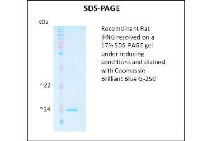 Interferon gamma Protein (IFNG)