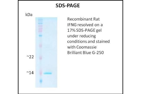 Interferon gamma Protein (IFNG)