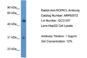 WB Suggested Anti-ROPN1L  Antibody Titration: 0. (ROPN1L 抗体  (C-Term))