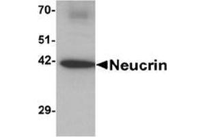 Western blot analysis of Neucrin in rat cerebellum tissue lysate with Neucrin antibody at 1 ug/mL.
