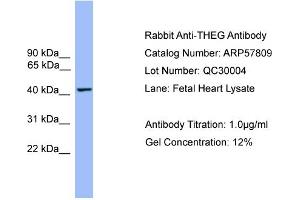 WB Suggested Anti-THEG  Antibody Titration: 0. (THEG 抗体  (Middle Region))