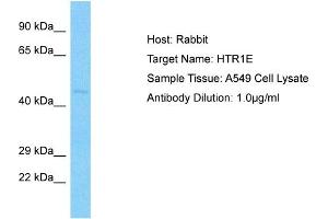 Host: Rabbit Target Name: HTR1E Sample Type: A549 Whole cell lysates Antibody Dilution: 3. (Serotonin Receptor 1E 抗体  (N-Term))