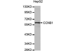 Western blot analysis of extracts of HepG2 cell line, using CCNB1 antibody. (Cyclin B1 抗体)