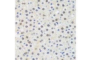 Immunohistochemistry of paraffin-embedded mouse liver using MTAP antibody. (MTAP 抗体  (AA 1-283))