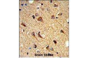 Formalin-fixed and paraffin-embedded mouse brain tissue reacted with CNTN Antibody (Center), which was peroxidase-conjugated to the secondary antibody, followed by DAB staining. (CNTNAP2 抗体  (AA 1079-1106))