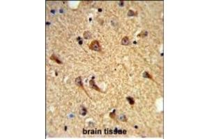 Formalin-fixed and paraffin-embedded mouse brain tissue reacted with CNTN Antibody (Center), which was peroxidase-conjugated to the secondary antibody, followed by DAB staining. (CNTNAP2 抗体  (AA 1079-1106))