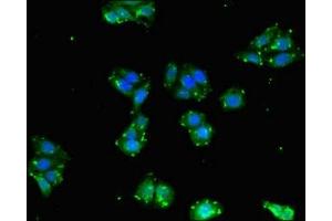Immunofluorescent analysis of HepG2 cells using ABIN7145190 at dilution of 1:100 and Alexa Fluor 488-congugated AffiniPure Goat Anti-Rabbit IgG(H+L) (BPI 抗体  (AA 149-362))