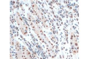 Immunohistochemistry (Paraffin-embedded Sections) (IHC (p)) image for anti-Zinc Finger Protein 433 (ZNF433) antibody (ABIN7258240)