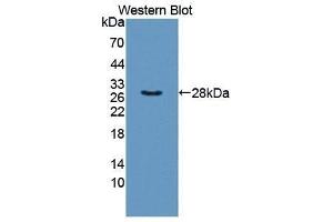 Western Blotting (WB) image for anti-Taxilin alpha (TXLNA) (AA 328-531) antibody (ABIN1872032) (alpha Taxilin 抗体  (AA 328-531))