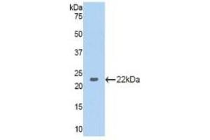 Western Blotting (WB) image for anti-Glyceraldehyde-3-Phosphate Dehydrogenase (GAPDH) (AA 154-324) antibody (ABIN7438157)