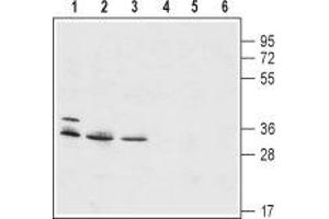 Western blot analysis of mouse WEHI B-cell lymphoma (lanes 1 and 4), human HL-60 promyelocytic leukemia (lanes 2 and 5) and human THP-1 acute monocytic leukemia (lanes 3 and 6) cell lysates: - 1-3. (HVCN1 抗体  (Intracellular, N-Term))